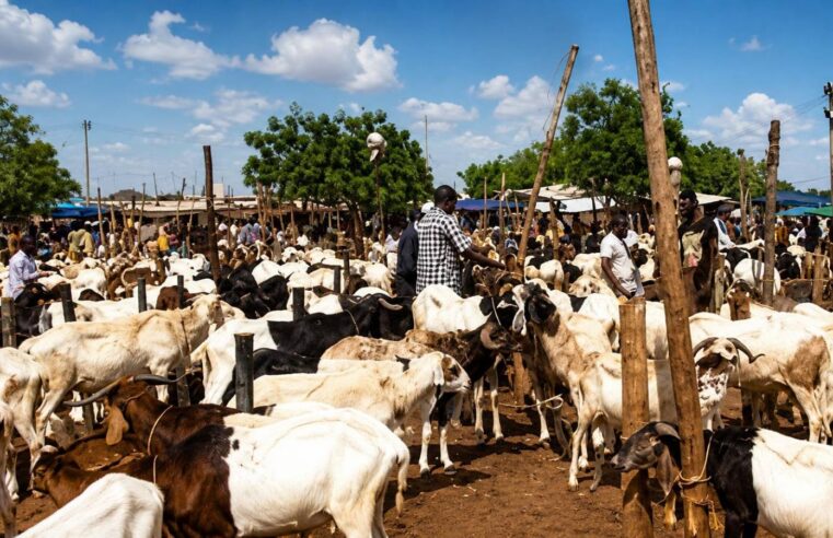 Tabaski au Burkina Faso : les éleveurs sacrifiés par le blocus du bétail