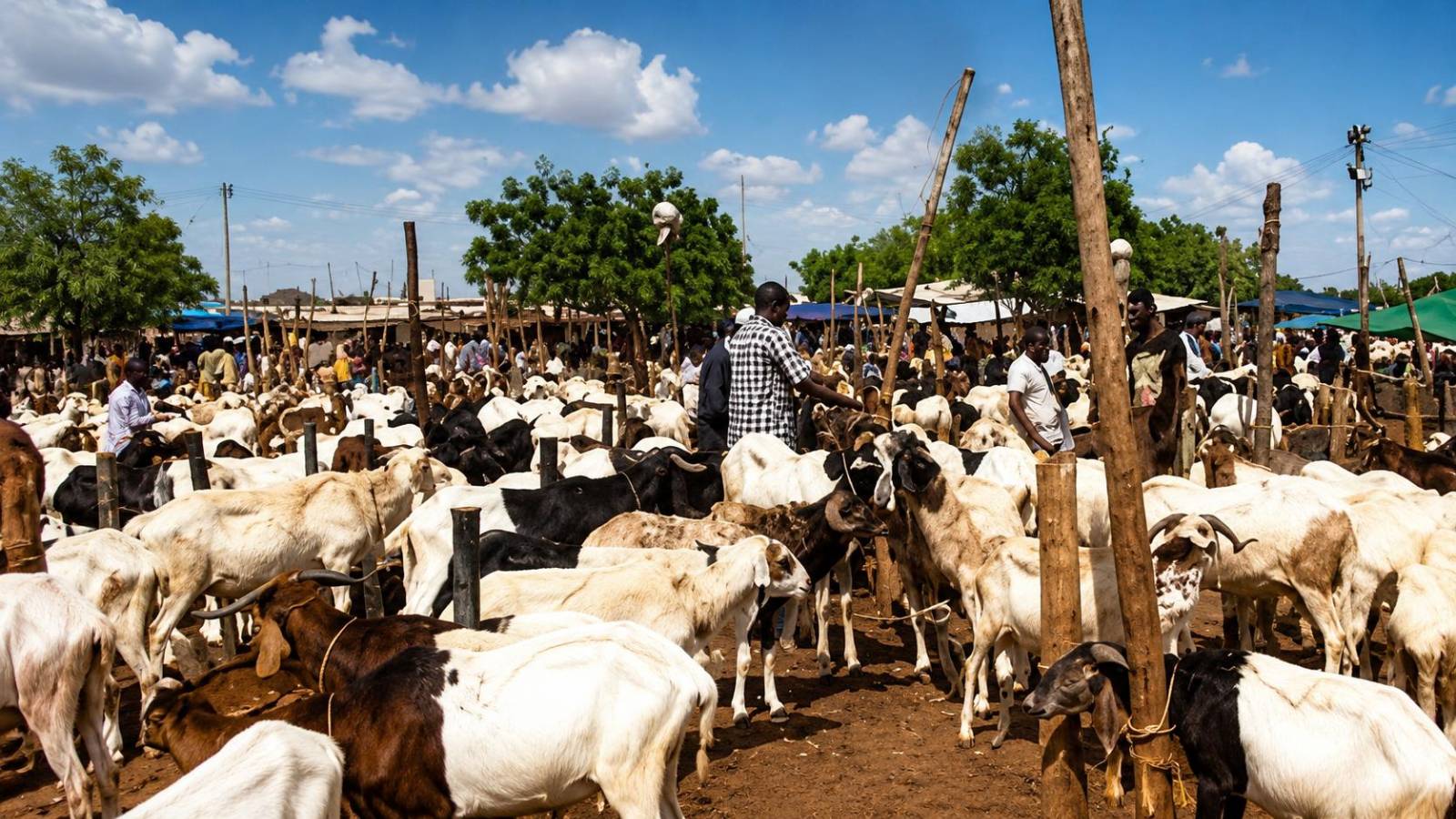 Tabaski au Burkina Faso : les éleveurs sacrifiés par le blocus du bétail