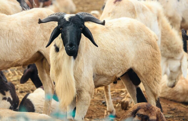 Tabaski au Sénégal : pourquoi l&rsquo;achat du mouton plombe les ménages