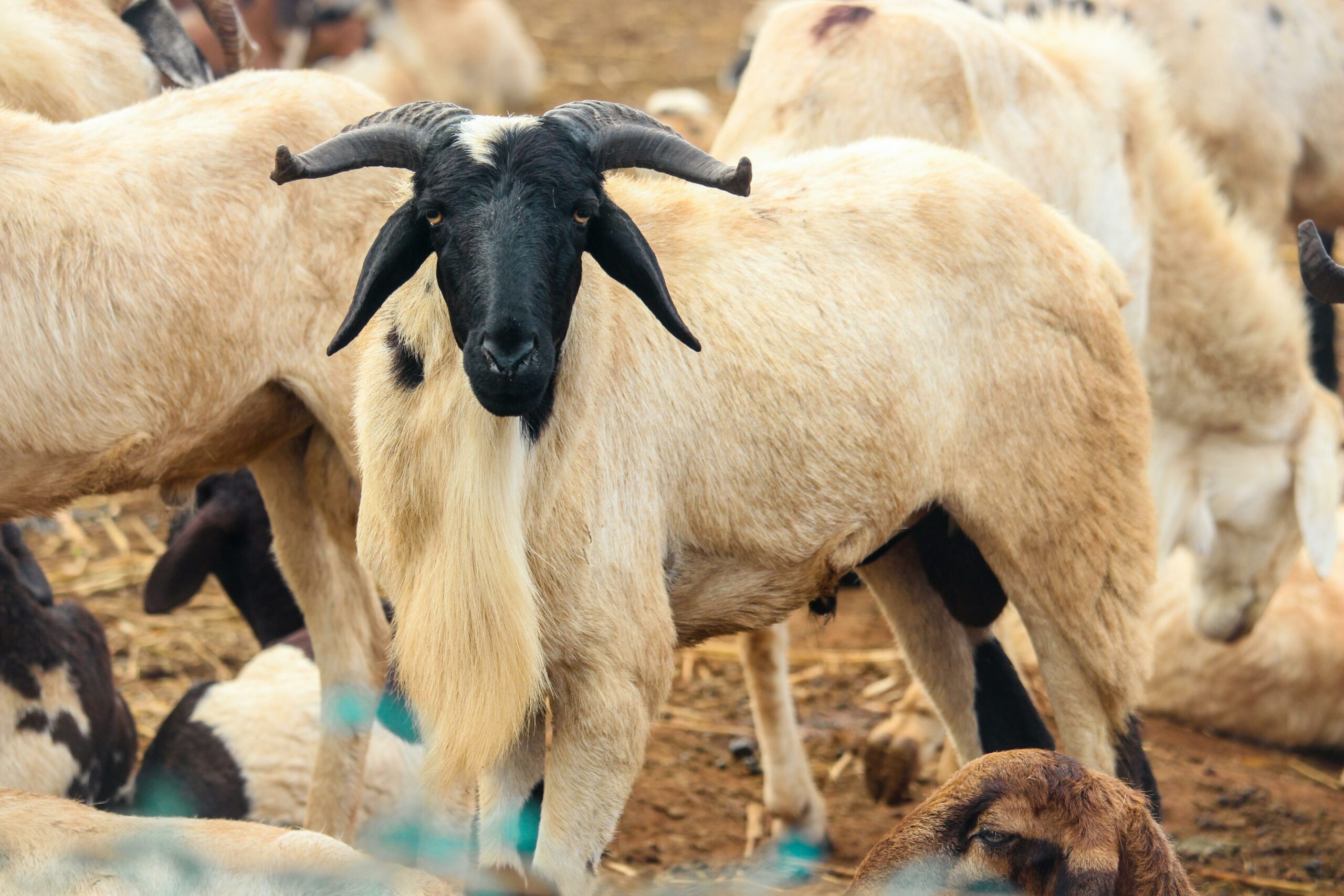 Tabaski au Sénégal : pourquoi l&rsquo;achat du mouton plombe les ménages