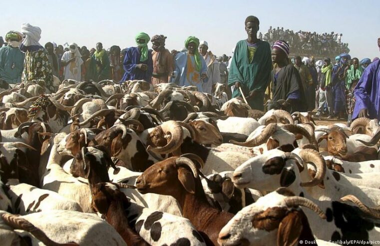 Sécurité des convois de moutons pour la Tabaski au Mali