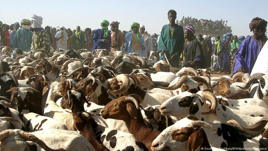 Sécurité des convois de moutons pour la Tabaski au Mali