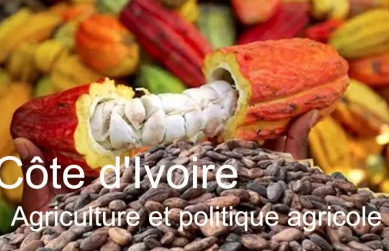 Agriculture ivoirienne : enjeux économiques et défis sociaux