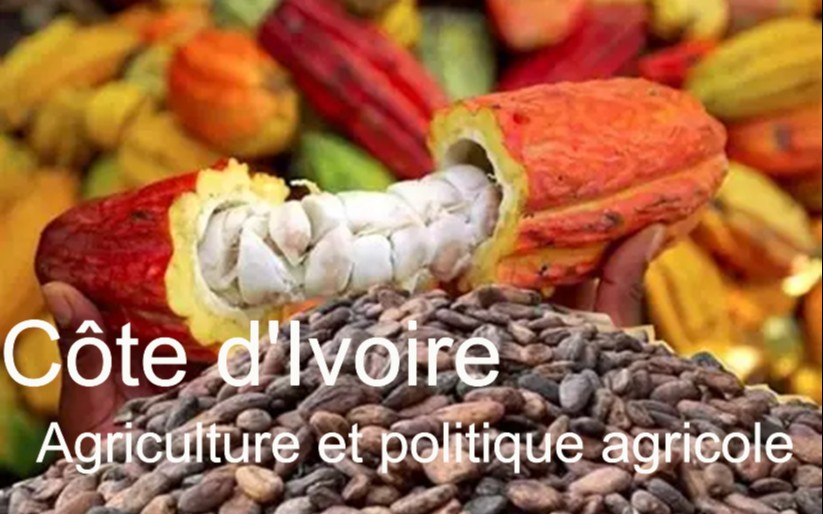 Agriculture ivoirienne : enjeux économiques et défis sociaux