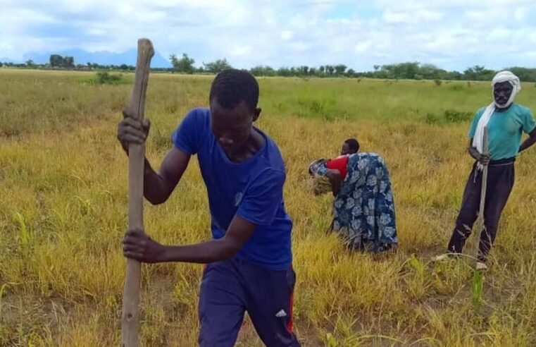 Sécurité alimentaire au Tchad : le succès des champs écoles paysans