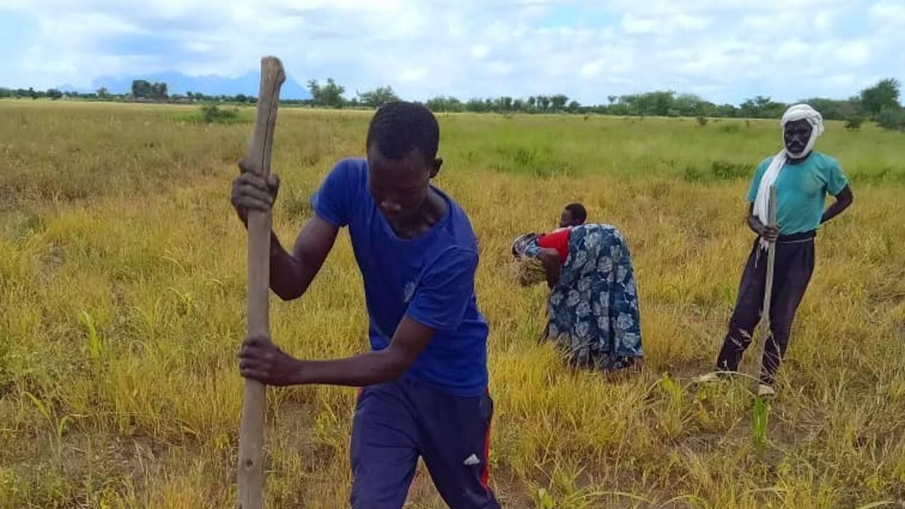 Sécurité alimentaire au Tchad : le succès des champs écoles paysans