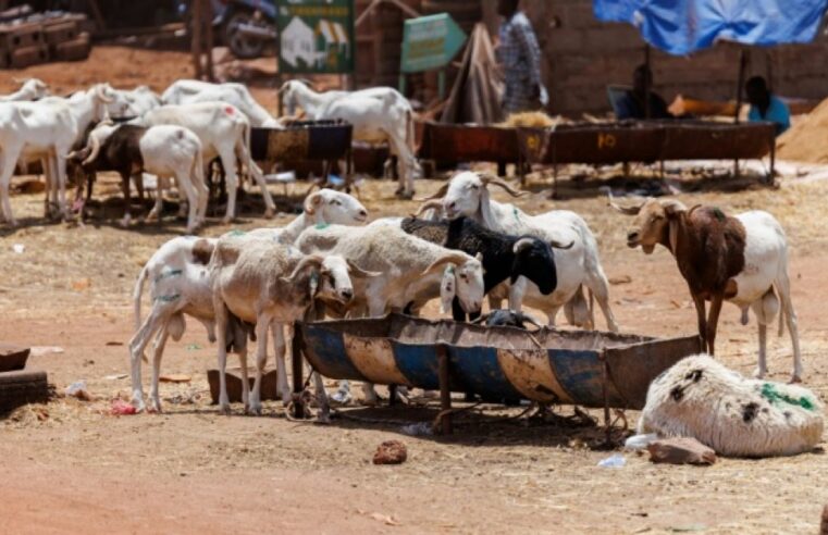 Tabaski à Bamako : les fidèles du Mali face au blocus jihadiste et aux prix exorbitants