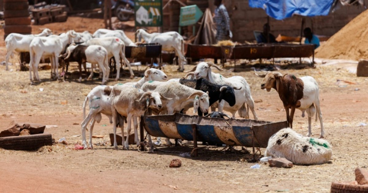Tabaski à Bamako : les fidèles du Mali face au blocus jihadiste et aux prix exorbitants