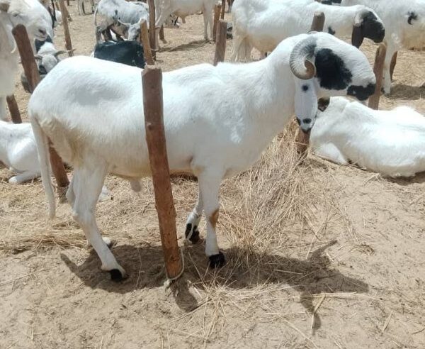 Tabaski à Niamey : les prix des moutons s&rsquo;envolent malgré l&rsquo;abondance