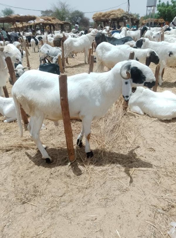 Tabaski à Niamey : les prix des moutons s&rsquo;envolent malgré l&rsquo;abondance
