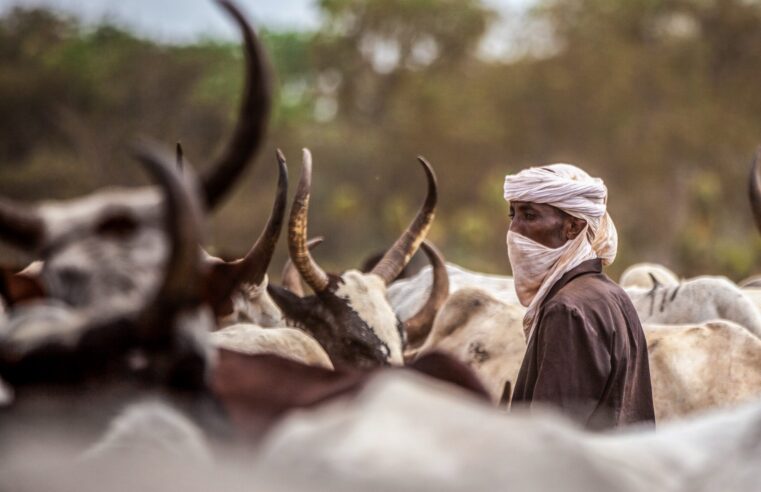Crise au Tchad : l&rsquo;échec des autorités face aux conflits entre éleveurs et agriculteurs