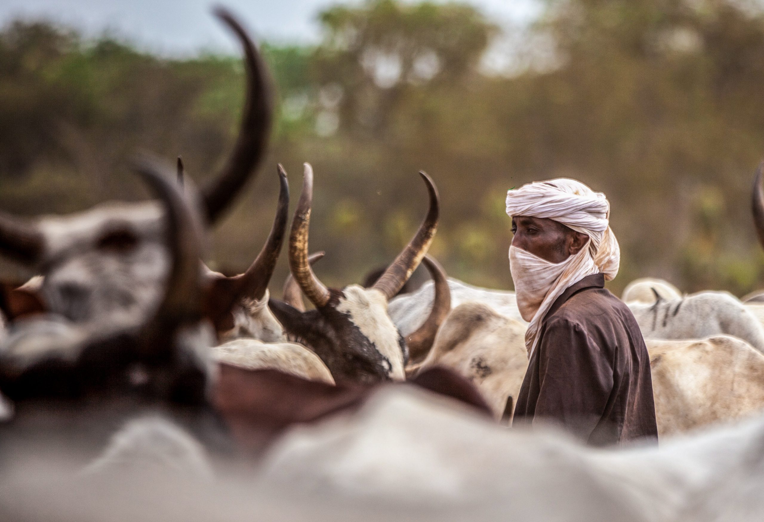 Crise au Tchad : l&rsquo;échec des autorités face aux conflits entre éleveurs et agriculteurs