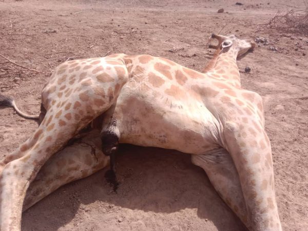 Mystère de la disparition du premier girafon de la réserve de Gadabedji