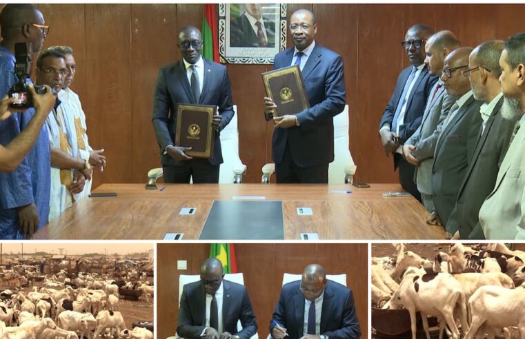 Mauritanie et Sénégal : 450 000 béliers en route pour tabaski malgré les défis sécuritaires