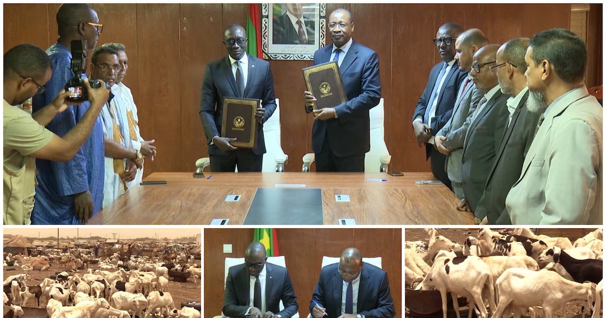 Mauritanie et Sénégal : 450 000 béliers en route pour tabaski malgré les défis sécuritaires