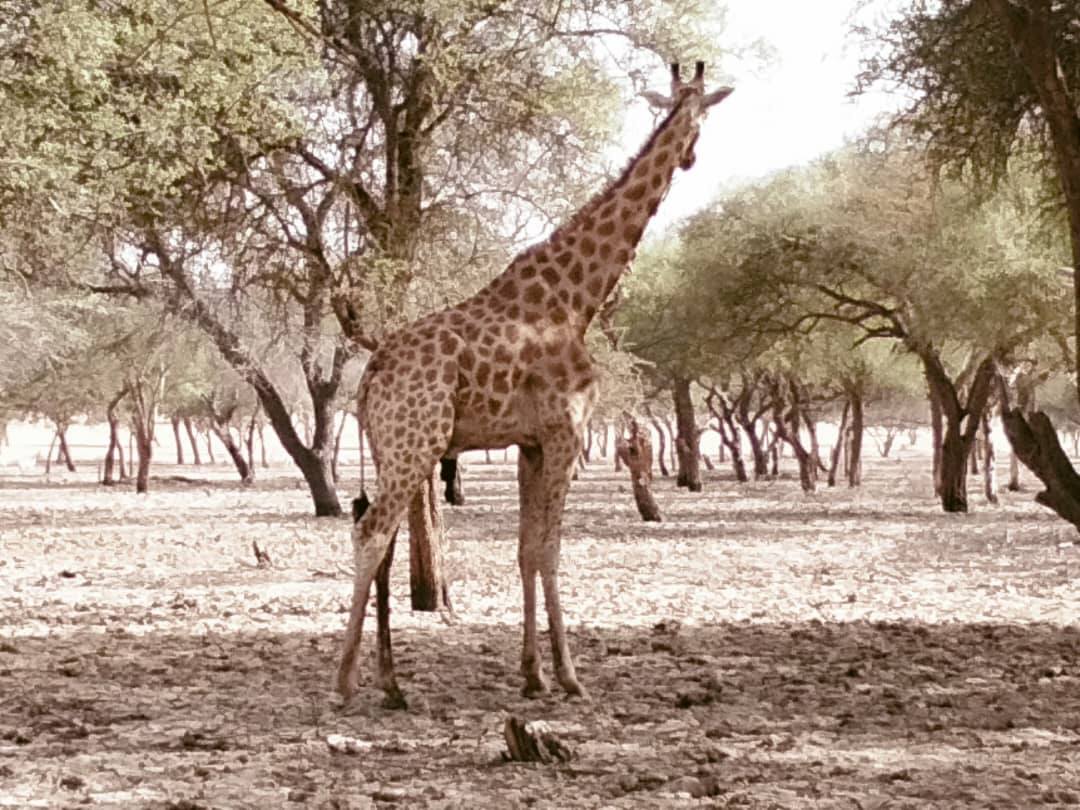 Girafes de la réserve de Gadabedji