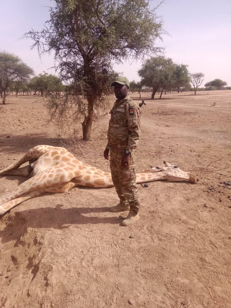 Premier girafon né dans la réserve de Gadabedji