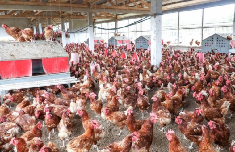 Souveraineté alimentaire au Gabon : pourquoi les champions locaux sont-ils oubliés ?