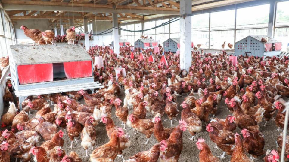 Souveraineté alimentaire au Gabon : pourquoi les champions locaux sont-ils oubliés ?