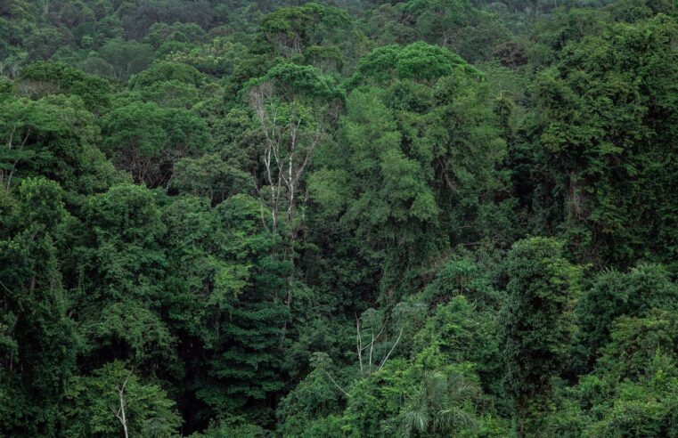 Lvmh se rapproche du Gabon pour un approvisionnement en produits forestiers