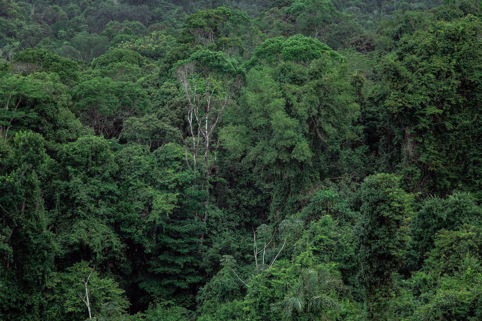 Lvmh se rapproche du Gabon pour un approvisionnement en produits forestiers