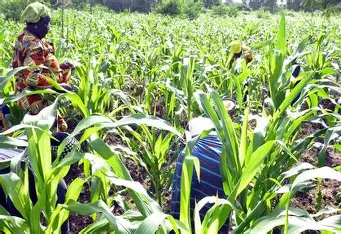 Bénin : 12,57 milliards de FCFA de la BID pour moderniser l&rsquo;agriculture