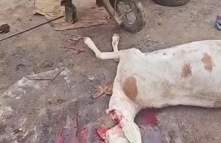 Abéché: un abattoir clandestin démantelé au quartier Farik Aguek