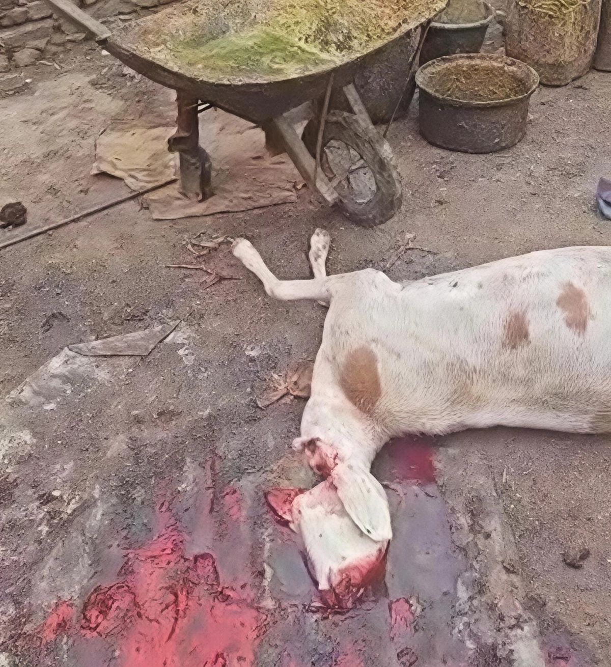 Abéché: un abattoir clandestin démantelé au quartier Farik Aguek