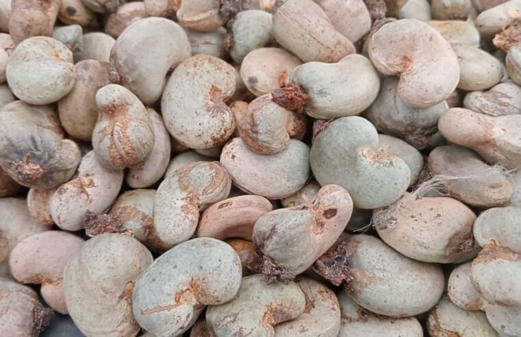 Récolte d&rsquo;anacardes en baisse : le Bounkani en première ligne