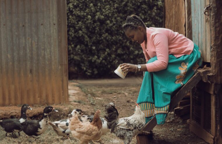 SONOCO lance un projet avicole de 15 millions de poulets au Gabon