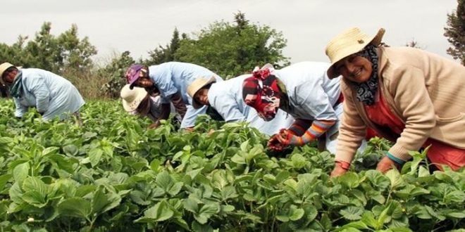 Maroc : l&rsquo;économie bondit de 4,9% en 2025, tirée par la demande locale et l&rsquo;agriculture