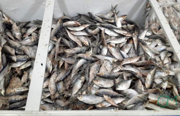Gabon : suspension temporaire des exportations de sardine et de poisson &lsquo;sans nom&rsquo;