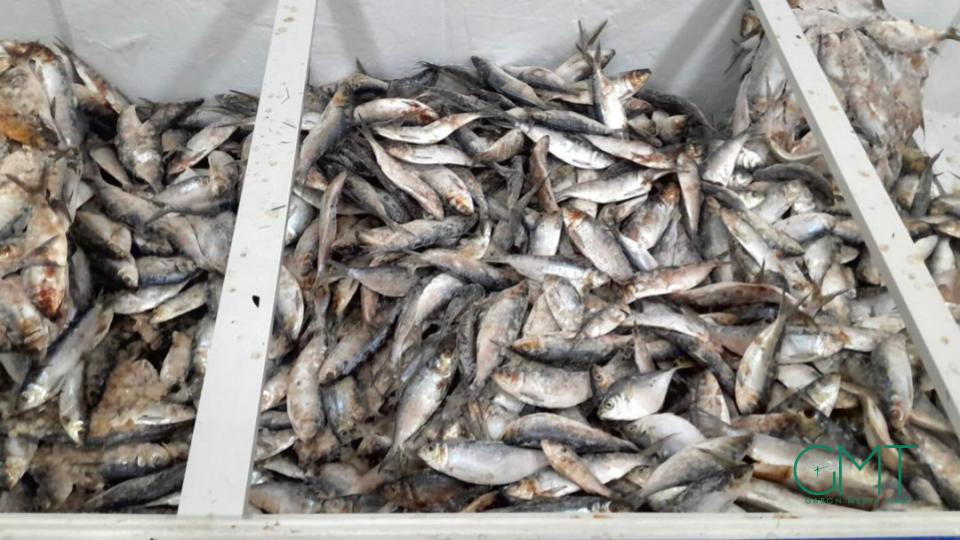 Gabon : suspension temporaire des exportations de sardine et de poisson &lsquo;sans nom&rsquo;