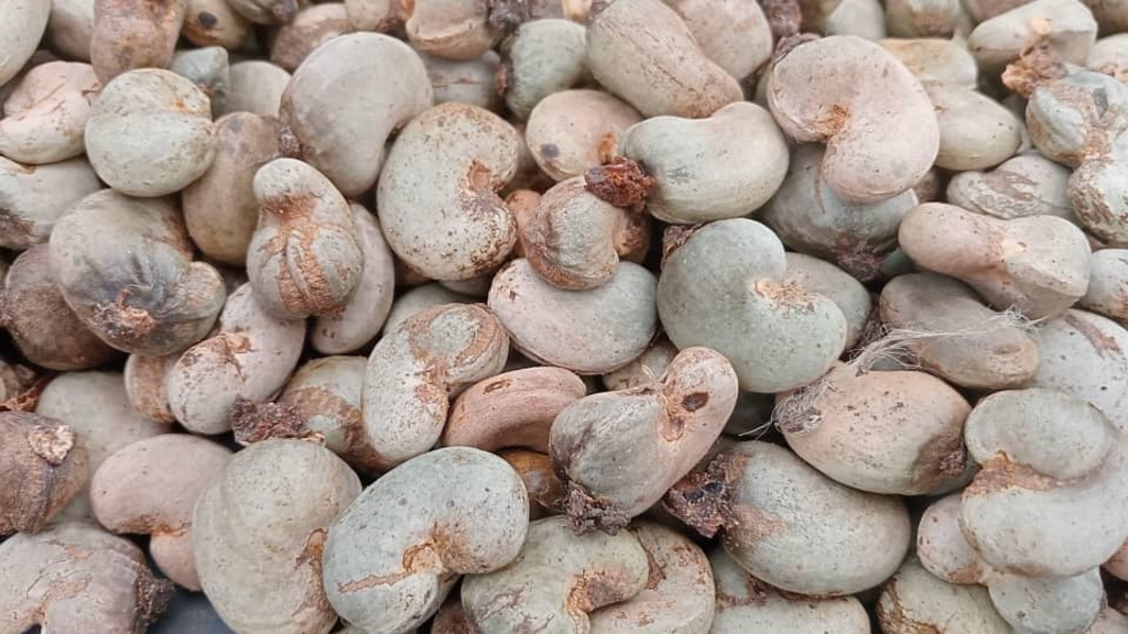 verger d'anacardes en difficulté