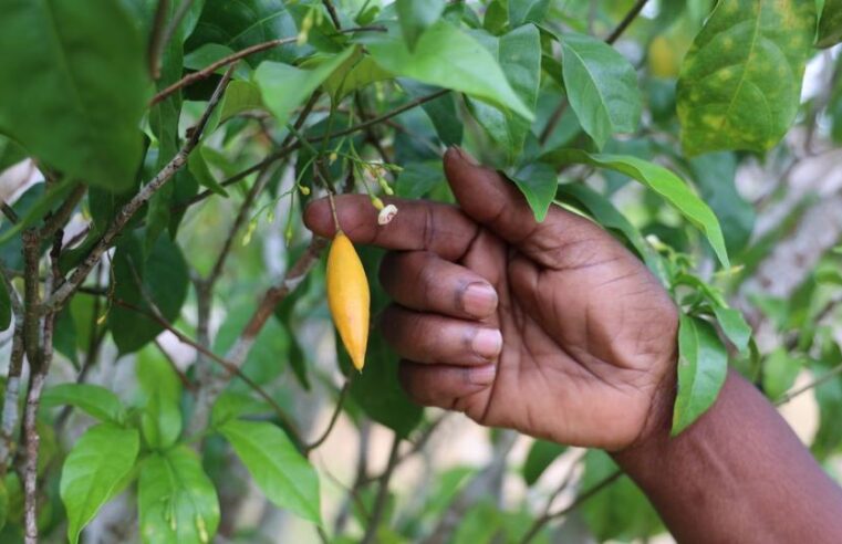 Gabon : l&rsquo;iboga, de plante sacrée à acteur clé de la santé mondiale