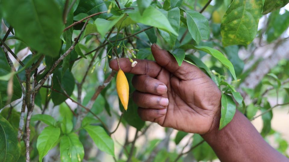 Gabon : l&rsquo;iboga, de plante sacrée à acteur clé de la santé mondiale