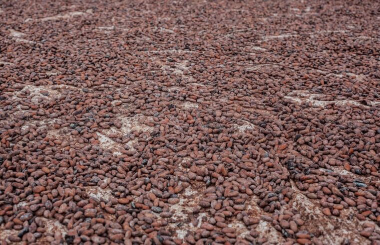 Cameroun : le kilogramme de cacao atteint un nouveau record de 2 600 FCFA en fin de campagne