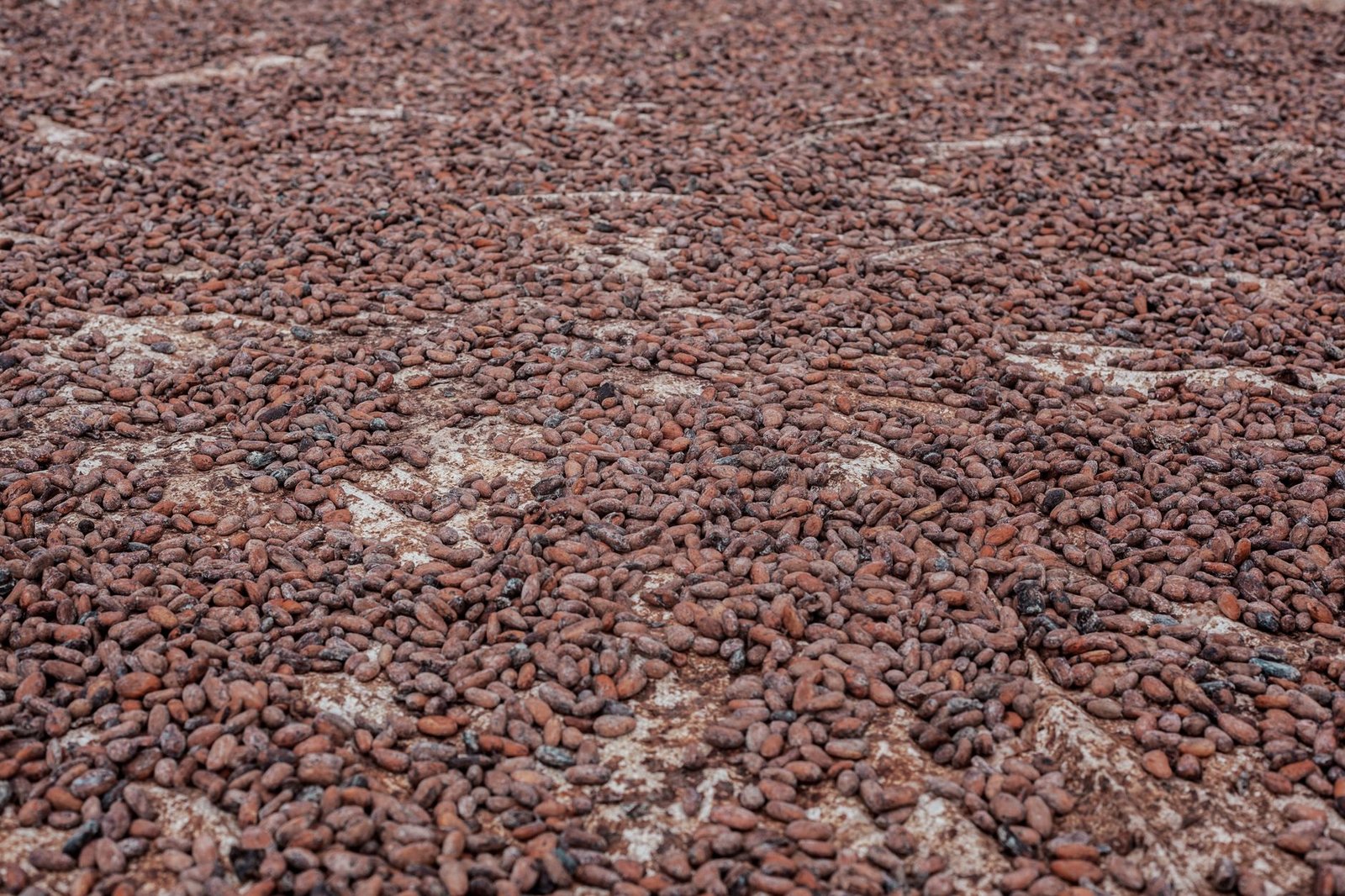 Cameroun : le kilogramme de cacao atteint un nouveau record de 2 600 FCFA en fin de campagne