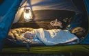 Sommeil enfant camping : le guide pour préserver ses nuits sous la tente