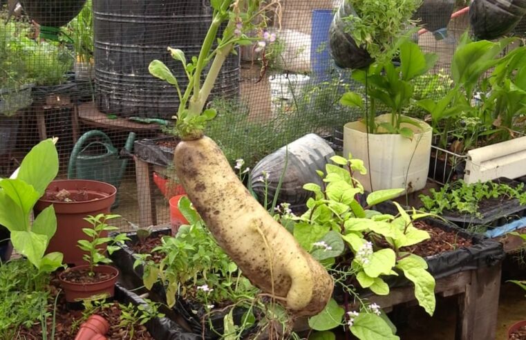 Mali : comment Bamako révolutionne les marchés avec l’agroécologie locale