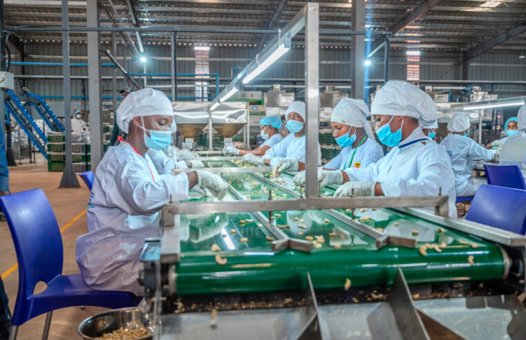 Cajou en Côte d&rsquo;Ivoire : un financement innovant pour booster la transformation locale
