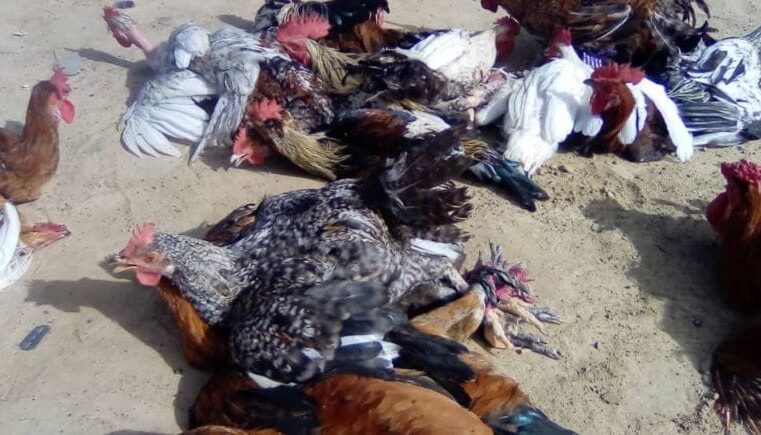 Hausse des prix de la volaille à Ati : une crise qui fragilise le Tchad