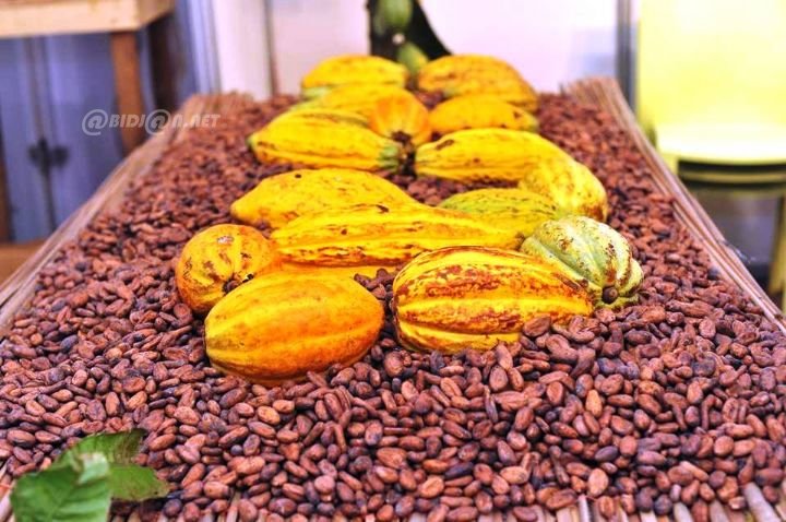 Côte d&rsquo;Ivoire : les prix bord champ du café-cacao dévoilés lors des JNCC 2026
