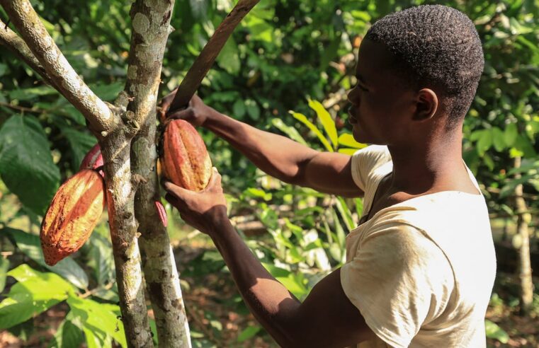 Producteurs de cacao au Cameroun : vers une relance économique durable ?