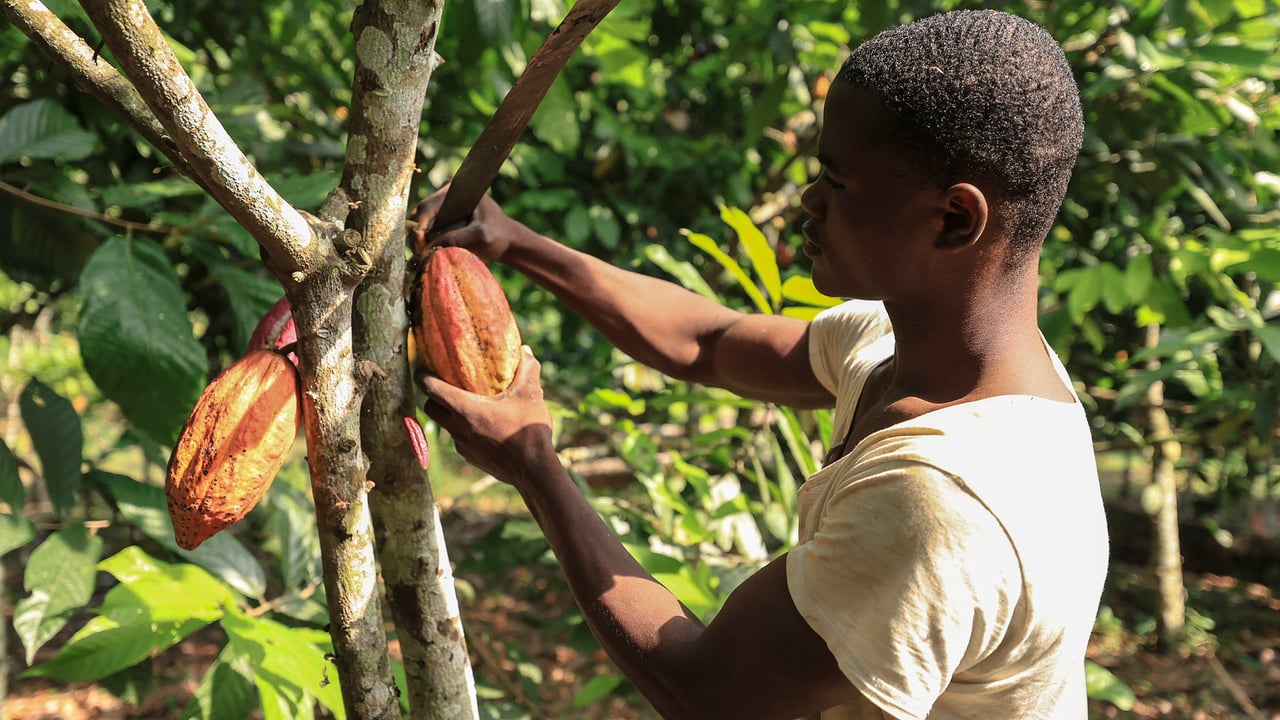 Producteurs de cacao au Cameroun : vers une relance économique durable ?
