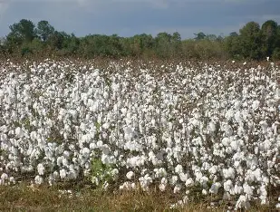Bénin : l’assurance agricole se généralise pour sécuriser les producteurs