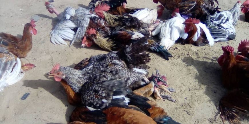 hausse des prix de la volaille à Ati : une crise qui fragilise le Tchad