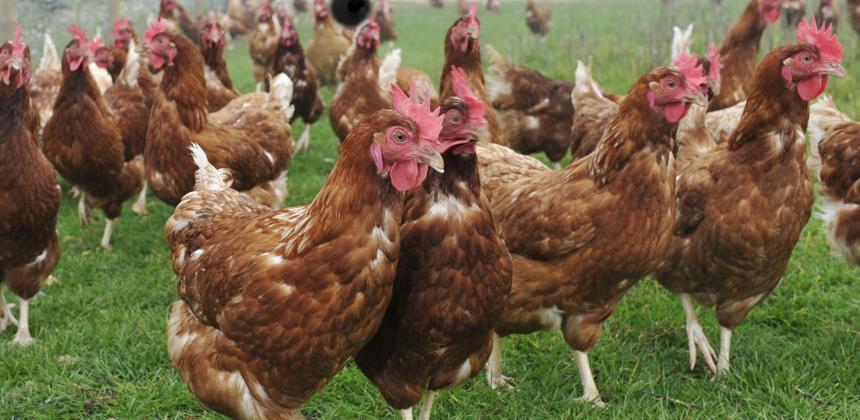Le poulet gabonais peut-il devenir le moteur d’une véritable indépendance alimentaire ?