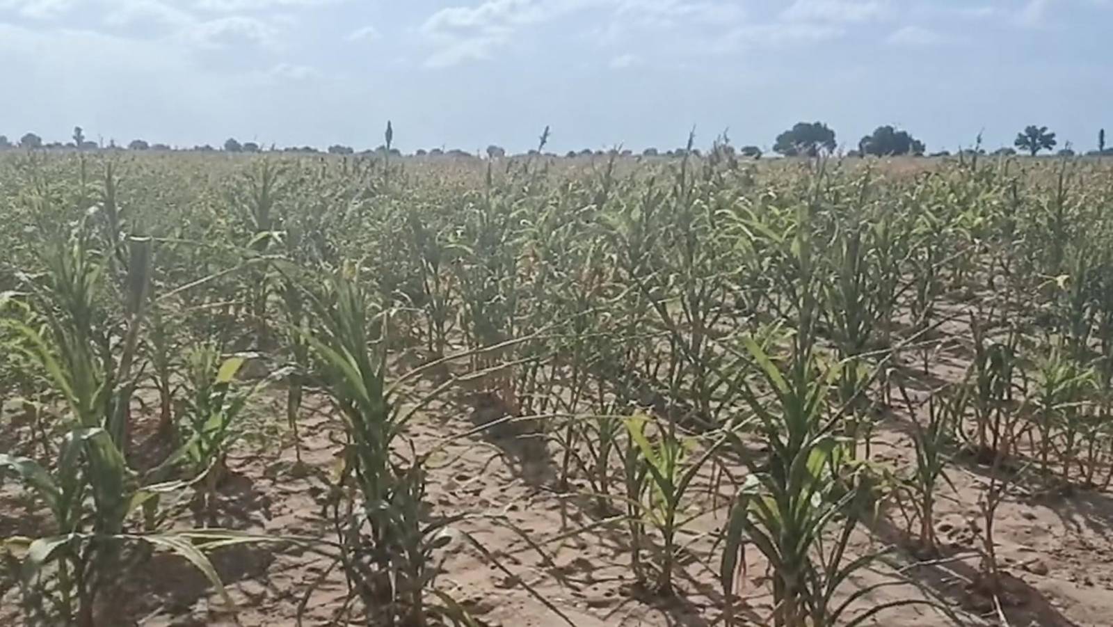 Pourquoi les producteurs de Tougan s&rsquo;appauvrissent-ils même lorsque le maïs est abondant ?